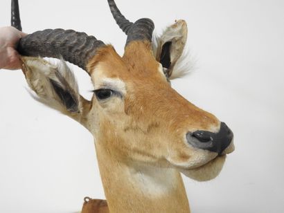Cobe de BUFFON (Kobus kob kob) (CH) : Tête...