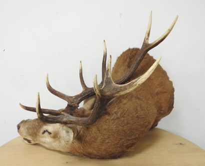 Cerf (Cervus Elaphus) (CH) : Importante tête...