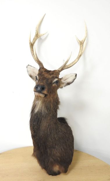Cerf sika (Cervus nippon nippon NR): Tête...