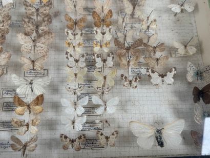 Two butterfly boxes containing approximately...