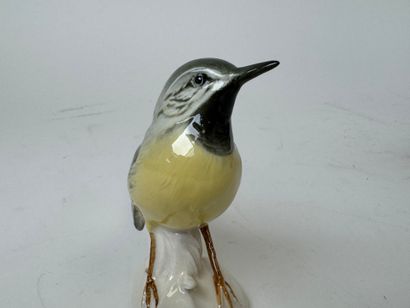 Karl ENS (1802-1865). Wagtail. Polychrome...