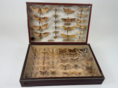 Two butterfly boxes containing approximately...