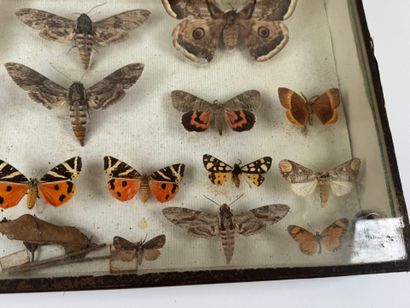 Two butterfly boxes containing approximately...