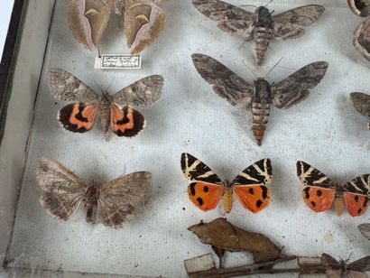 Two butterfly boxes containing approximately...