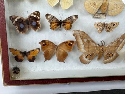 Two butterfly boxes containing approximately...