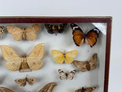 Two butterfly boxes containing approximately...