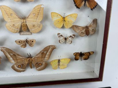Two butterfly boxes containing approximately...