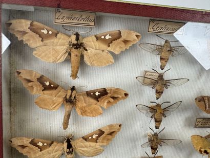 Two butterfly boxes containing approximately...