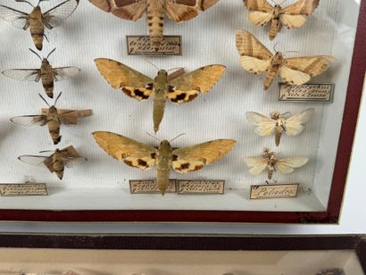 Two butterfly boxes containing approximately...