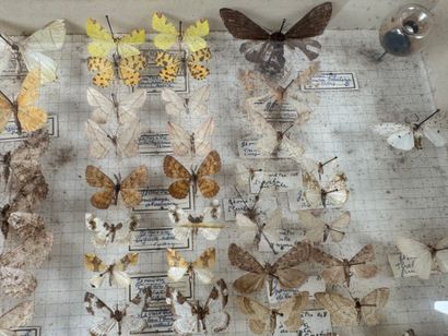 Two butterfly boxes containing approximately...