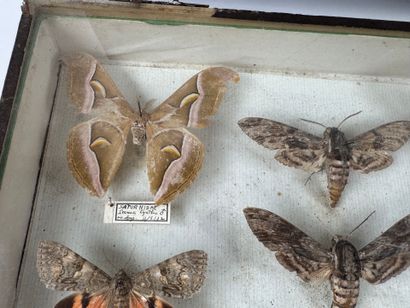 Two butterfly boxes containing approximately...