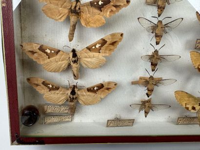 Two butterfly boxes containing approximately...