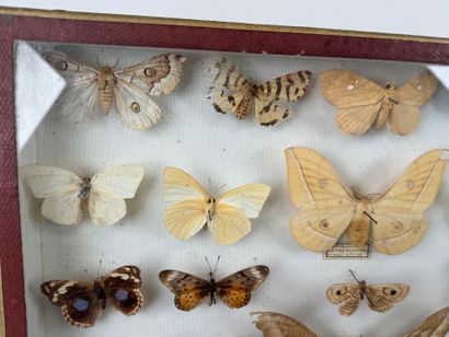 Two butterfly boxes containing approximately...