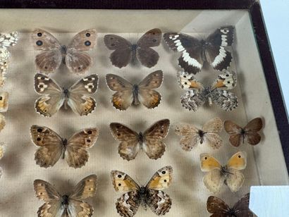 Two butterfly boxes containing approximately...