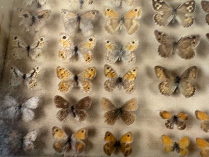 Two butterfly boxes containing approximately...