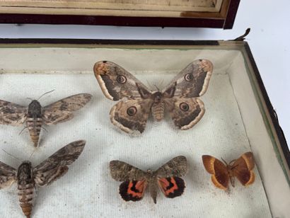 Two butterfly boxes containing approximately...