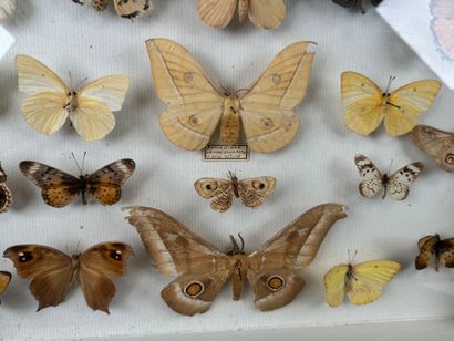 Two butterfly boxes containing approximately...