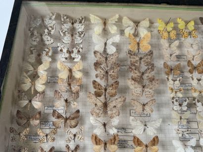 Two butterfly boxes containing approximately...