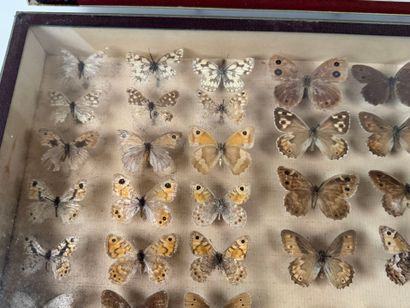 Two butterfly boxes containing approximately...