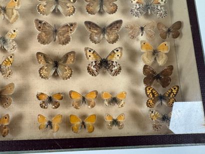 Two butterfly boxes containing approximately...