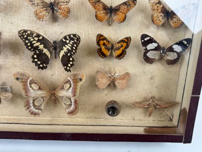 Two butterfly boxes containing approximately...