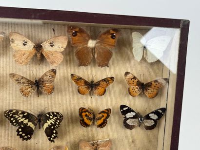 Two butterfly boxes containing approximately...