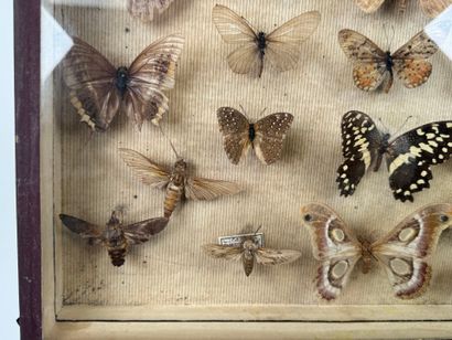 Two butterfly boxes containing approximately...