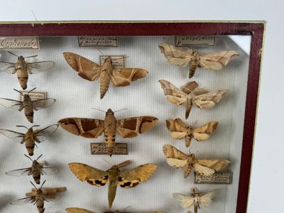 Two butterfly boxes containing approximately...