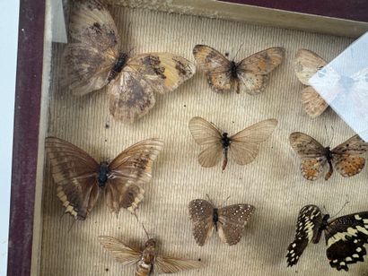 Two butterfly boxes containing approximately...