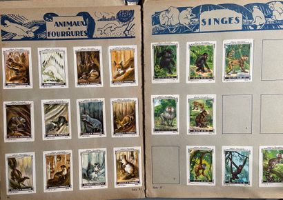 Vignettes : Set of vignettes including celebrities...