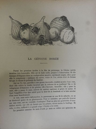 [ENTOMOLOGY]
13 volumes from the 19th century...