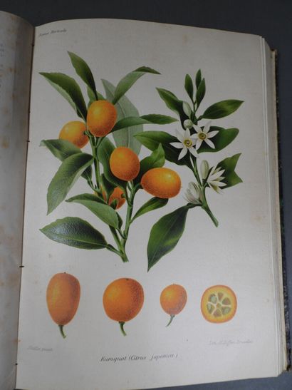 Revue Horticole
Paris, Librairie Agricole,...