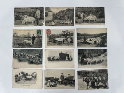 Scènes champêtres: Lot de plus de 60 cartes...