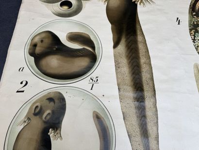 PFURTSCHELLER - Zoological Wall Chart.
MARTINUS...