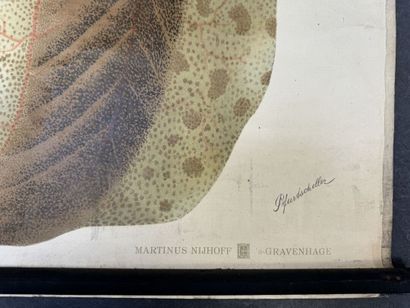PFURTSCHELLER - Zoological Wall Chart.
MARTINUS...