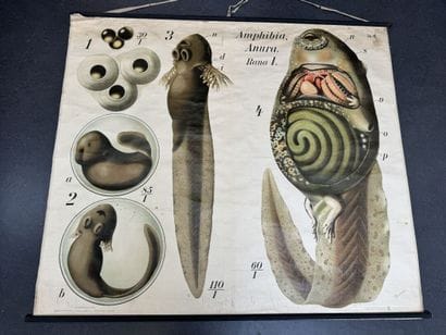PFURTSCHELLER - Zoological Wall Chart.
MARTINUS...