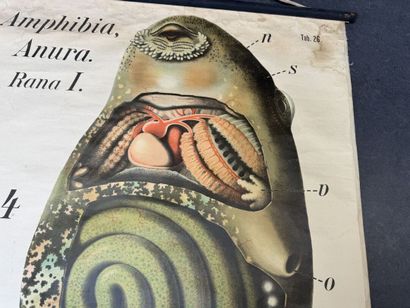 PFURTSCHELLER - Zoological Wall Chart.
MARTINUS...