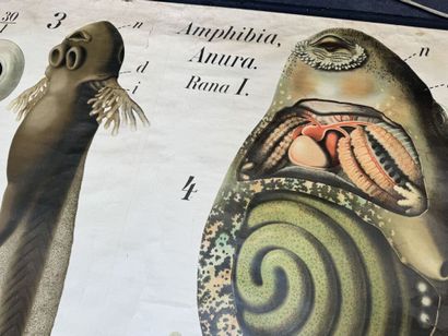 PFURTSCHELLER - Zoological Wall Chart.
MARTINUS...