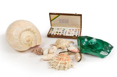 Lot comprenant divers coquillages, conque...
