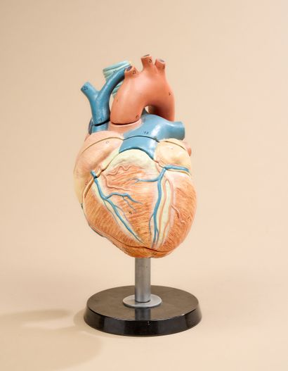 AUZOUX
Maquette de cœur pour étude anatomique...
