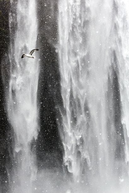 Matthieu RICARD (Né en 1946)
Pétrel fulmar...