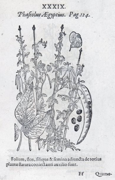 CAMERARIUS (JOACHIM) - THAL (JOHANN)
Hortus...