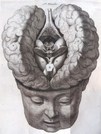 DROUIN (M)
Description du cerveau, des principales...