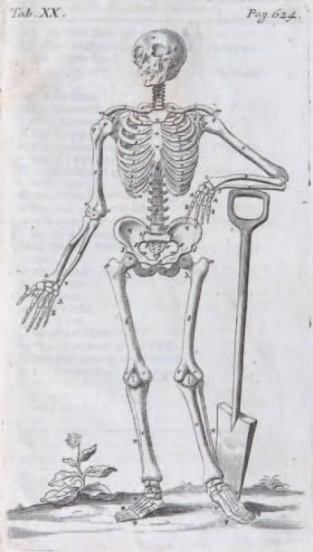 GIBSON (TH)
The anatomy of humane bodies...