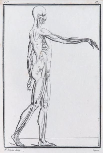 PERSON
Elémens d'anatomie raisonnée. 1 vol....