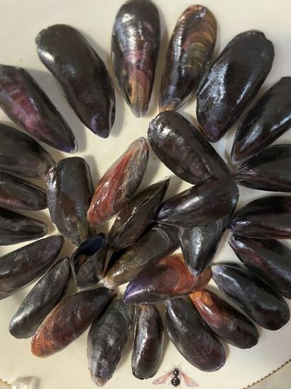 Didier GARDILLOU (20th century).
Mussel plate....