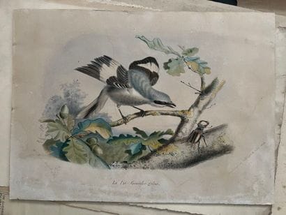 [Varia]. Ensemble de gravures, affiches,...