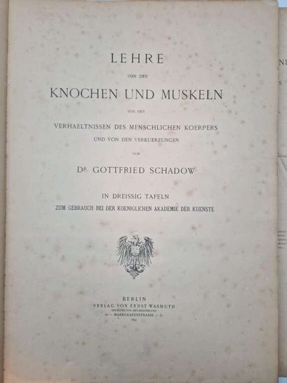 SCHADOW, Gottfried. Lehre von den Knochen...