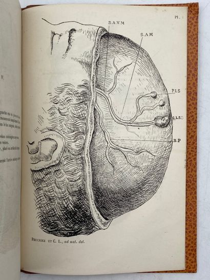 RICHET, Charles. Structure des circonvolutions...