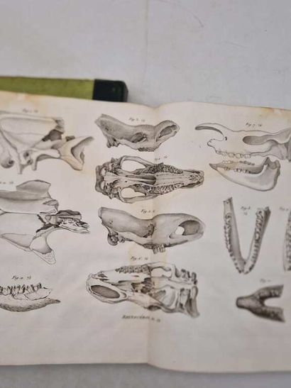 CUVIER, Georges. Recherches sur les Ossemens...